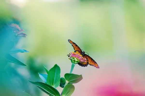 Flügel spreizen Schmetterling — Stockfoto
