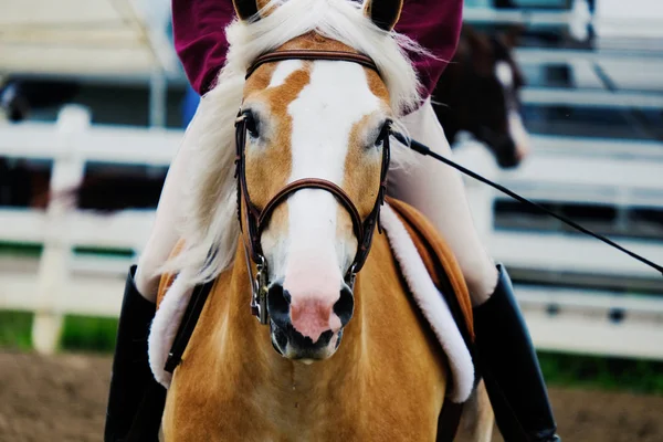 Haflinger égua cavalo olhando para a câmera . — Fotografia de Stock
