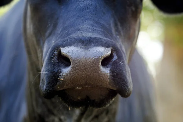 Grote zwarte Angus koe neus close-up — Stockfoto