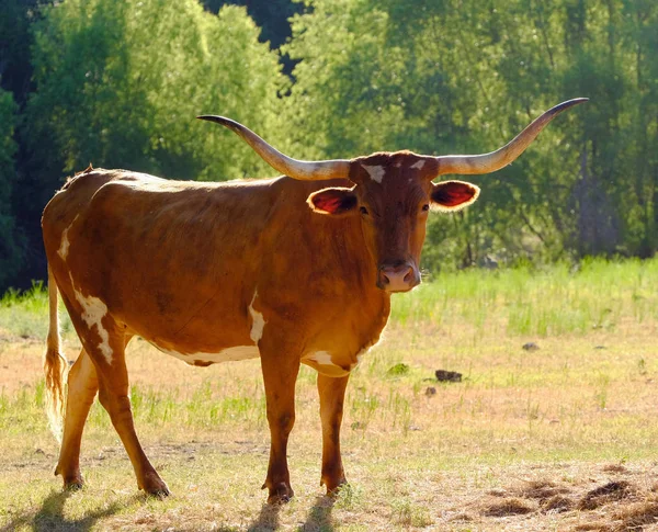 Texas Longhorn vache dans les pâturages agricoles — Photo