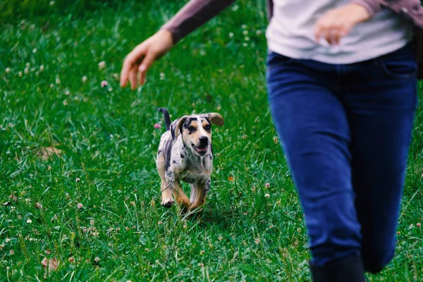 Active and healthy pet dog and person. — Stock Photo, Image