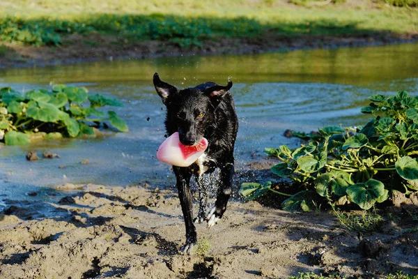 Nero cane giocare fetch — Foto Stock