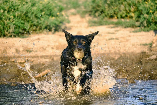 Hond loopt door het water — Stockfoto