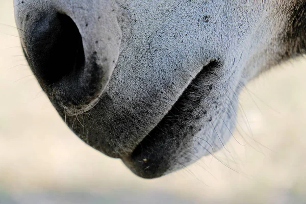 Mini burro nariz de cerca — Foto de Stock