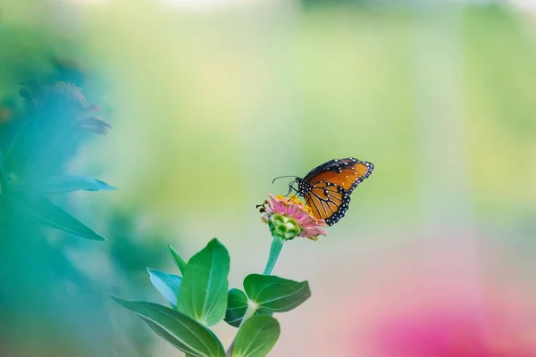 Летят на цветок циннии — стоковое фото