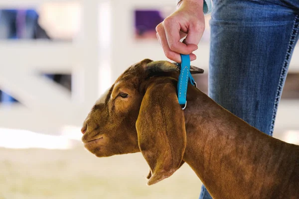 Boer goat portrait at show