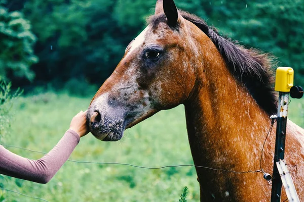 Freundschaft zwischen Pferd und Mensch. — Stockfoto