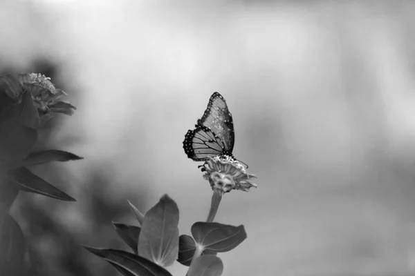 Imagem borboleta preto e branco — Fotografia de Stock