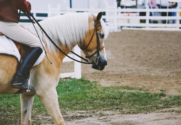 Haflinger koń i jeździec — Zdjęcie stockowe