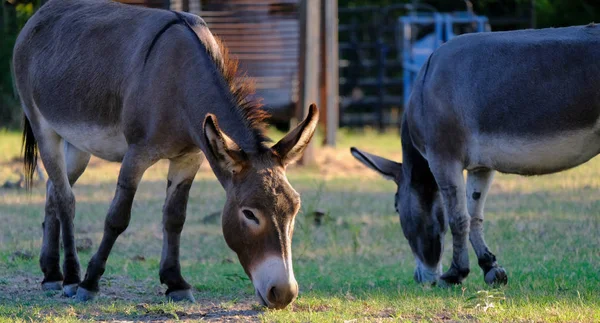 Mini burros pastando — Fotografia de Stock