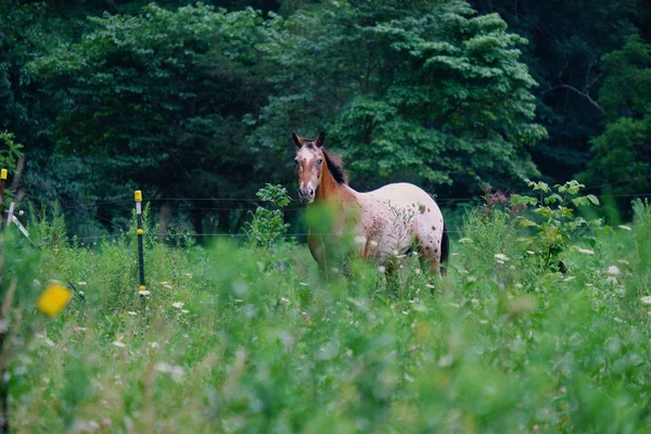 Häst på betesmark — Stockfoto