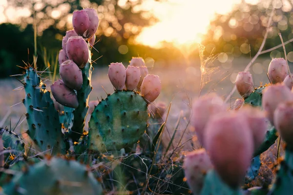 Prickly pear cactus during sunset — Stock Photo, Image