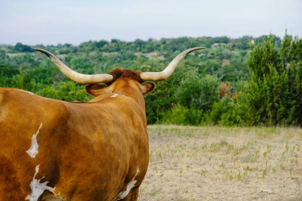 Longhorn com vista para paisagem — Fotografia de Stock