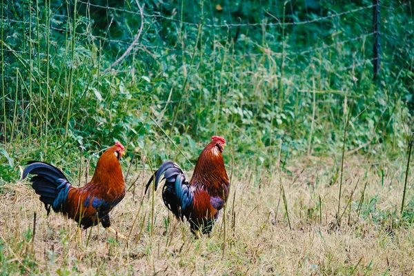 Chickens in rural homestead — Stock Photo, Image
