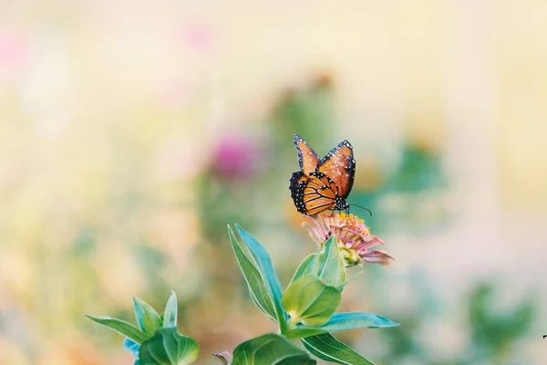 Schmetterling im Garten — Stockfoto