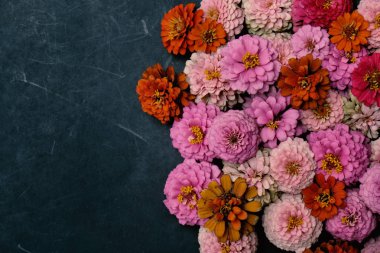 Kopya alanı ile Zinnia çiçekler