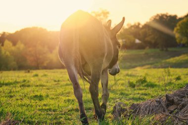 Mini eşek uzaklaşırken
