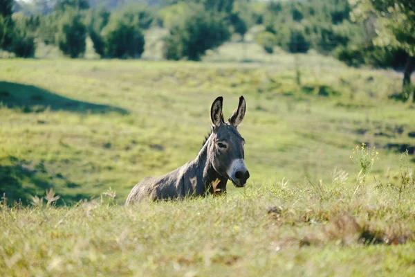 Mini donkey in Texas landscape — Stock Photo, Image