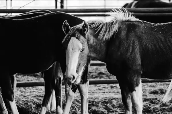 Лошади в чёрном и белом — стоковое фото
