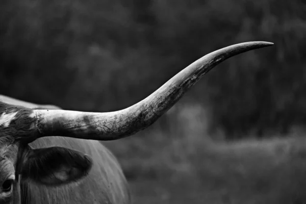 Техасская корова Лонгхорн в черно-белом — стоковое фото