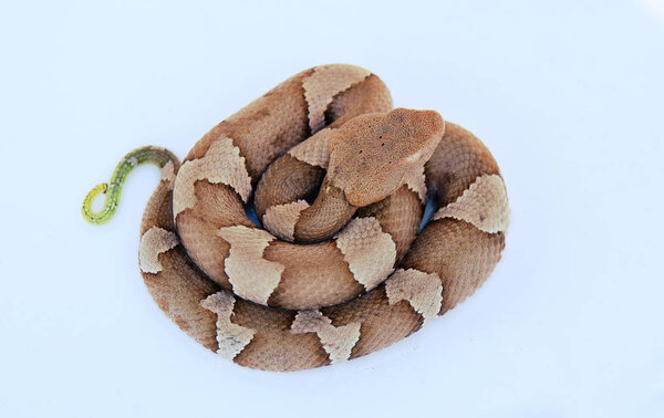 Медная головка на белом фоне
.