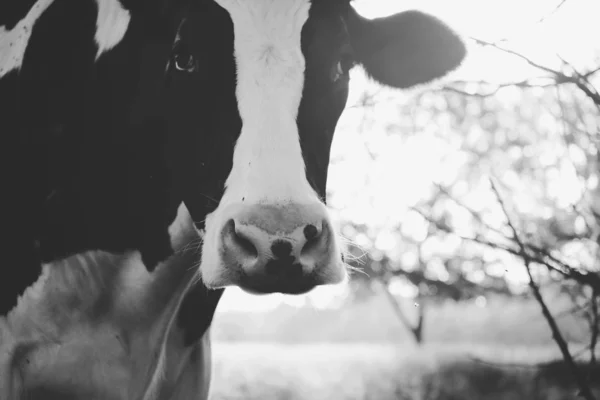 Vache laitière Noir et blanc — Photo