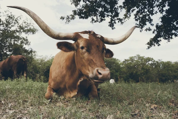 Texas longhorn vache regardant la caméra — Photo