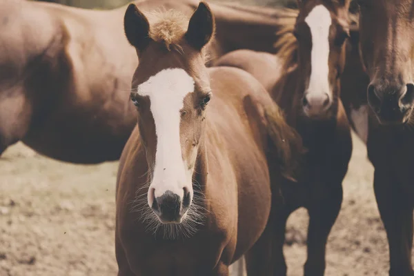 Młody koń na ranczo — Zdjęcie stockowe