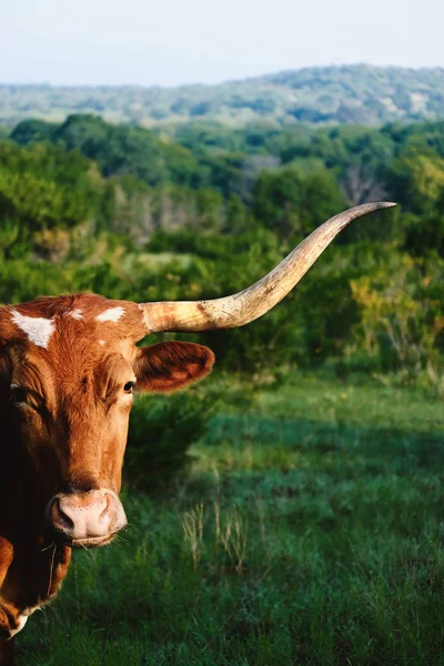 Texas Longhorn cow with landscape background.