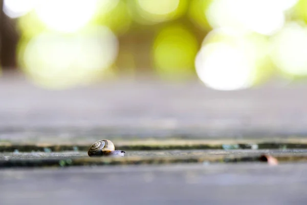 Snail as garden pest — Stock Photo, Image