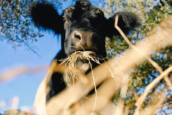 Gordel galloway koe — Stockfoto