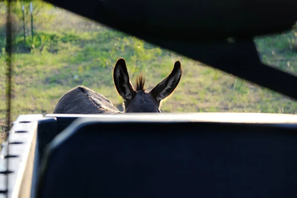 Mini donkey ears