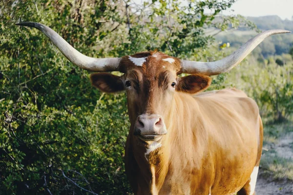 Longhorn tehén portré — Stock Fotó