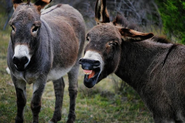 Mini burros engraçados — Fotografia de Stock