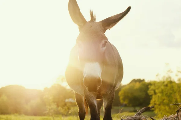 Mini Donkey på gården — Stockfoto
