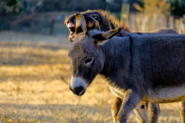 Mini Burros Jogando — Fotografia de Stock