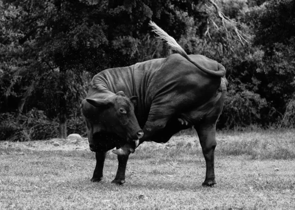 Cow with itch — Stock Image Cow with itch Stock Photo