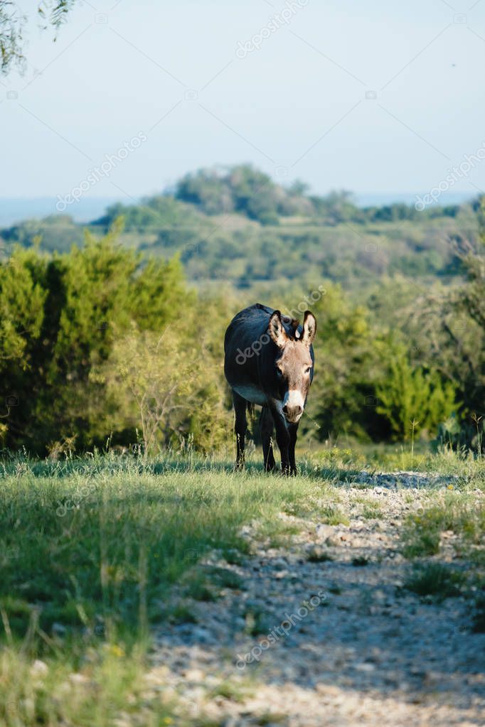 Mini donkey in Texas landscape
