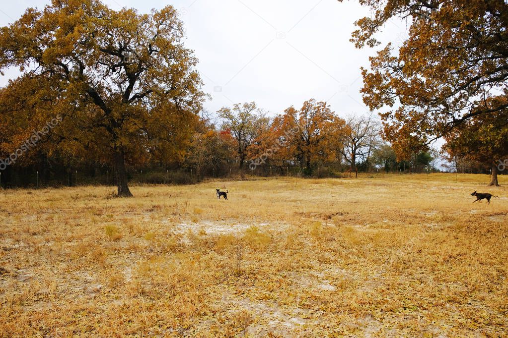 Fall Texas landscape