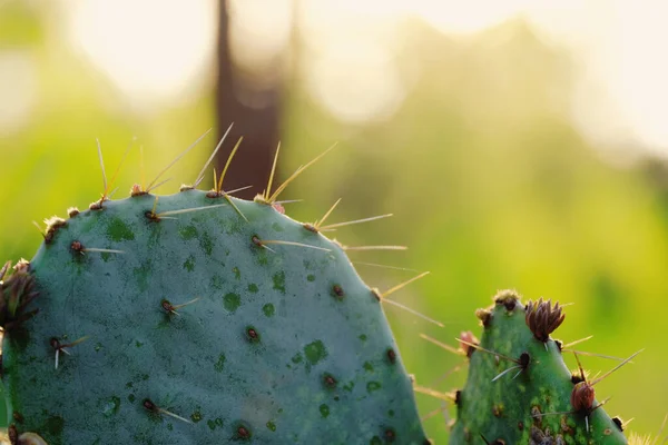 Tüskés Körte Kaktusz Elmosódott Zöld Háttérrel — Stock Fotó