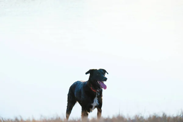 Cão Preto Feliz Mostra Animal Estimação Resgate Isolado Fundo Branco — Fotografia de Stock