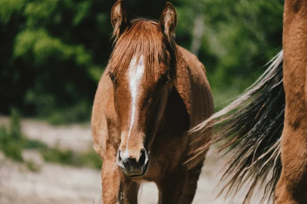 Brązowy Koń Klaczka Zamazanym Tłem — Zdjęcie stockowe