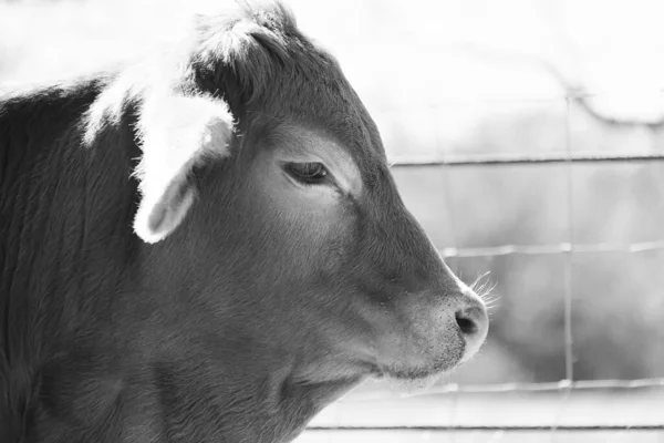 牛肉牛的概念展示了母牛婆罗门杂交小牛与黑白相间的亲缘关系 — 图库照片