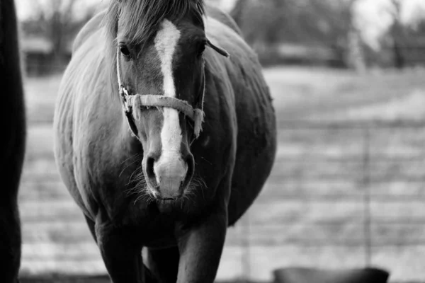 Close up of mare horse in black and white looking at camera with halter on.