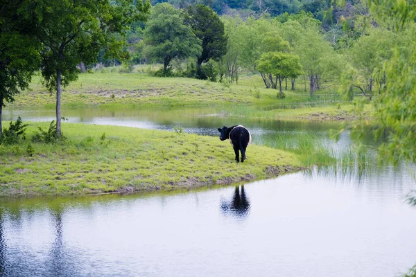 Cow Rural Green Landscape Pond Water Spring Season — Stock Photo, Image