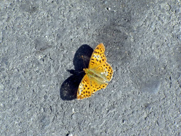 Красивая жёлтая бабочка на камне — стоковое фото