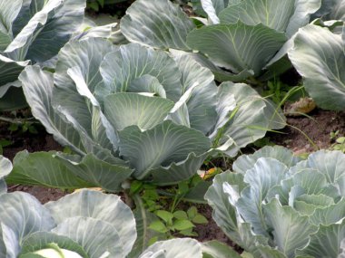 Yeşil lahana fotoğraf