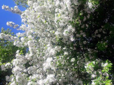 Çiçek açması kiraz gökyüzü arka planı