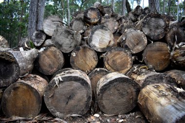 Kışın kıyılmış odun yığını