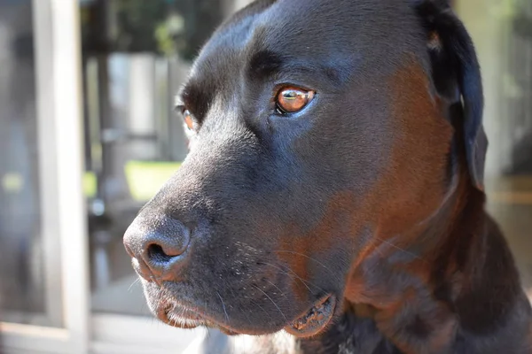 Eine Nahaufnahme Des Gesichts Eines Schwarzen Labradors — Stockfoto